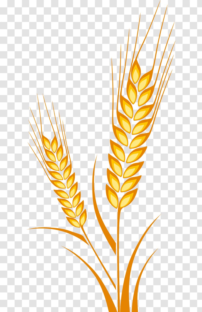 Ear Wheat Drawing Cereal Maize - Harvest Transparent PNG