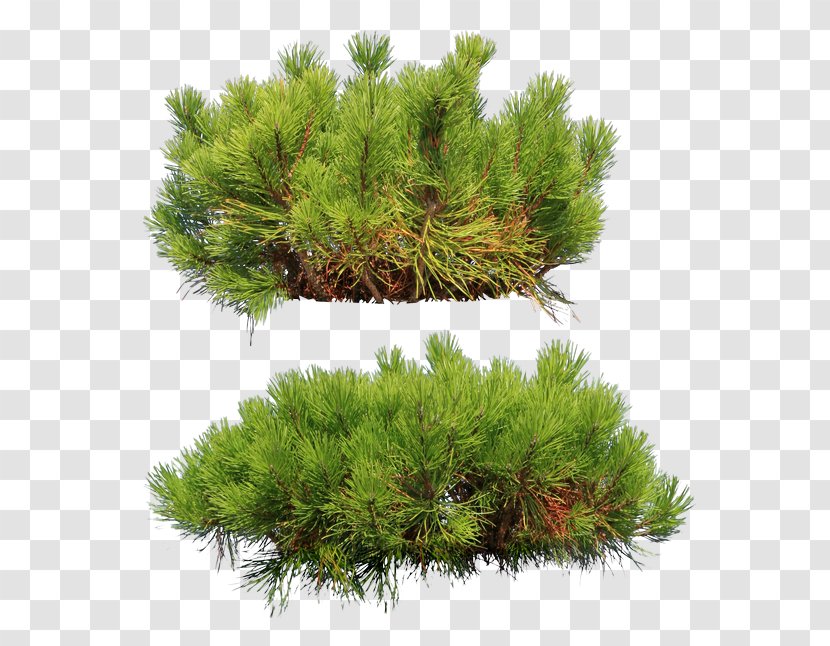 Pine Fir Conifers Evergreen Larch Transparent PNG