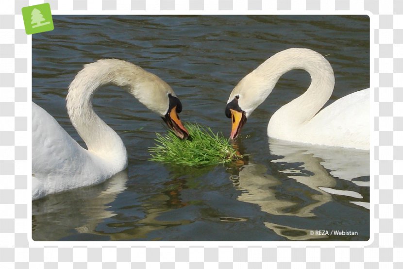 Cygnini Duck Fauna Pond Neck - Water Bird Transparent PNG