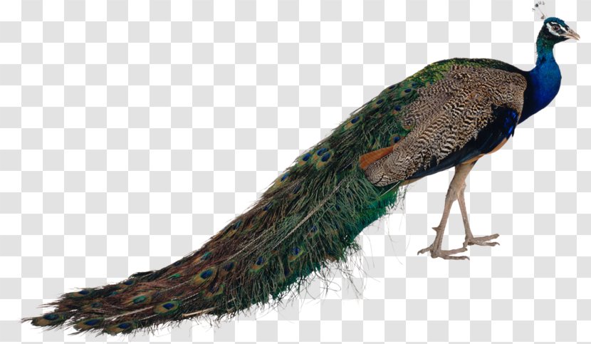 Pavo Bird Feather Asiatic Peafowl - Digital Image Transparent PNG