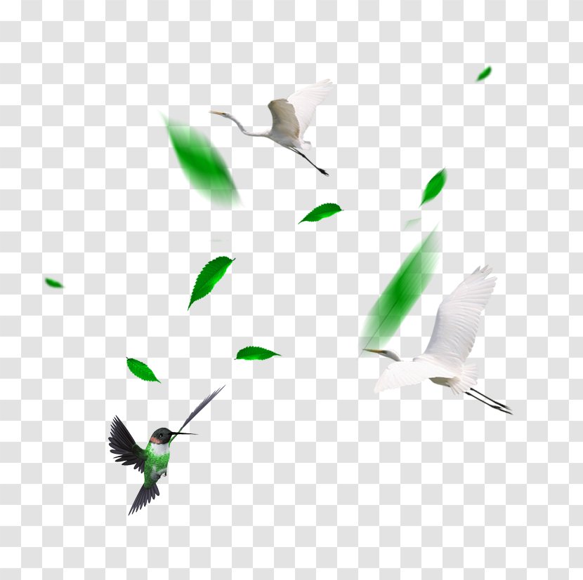 Bird Crane - Fly Transparent PNG