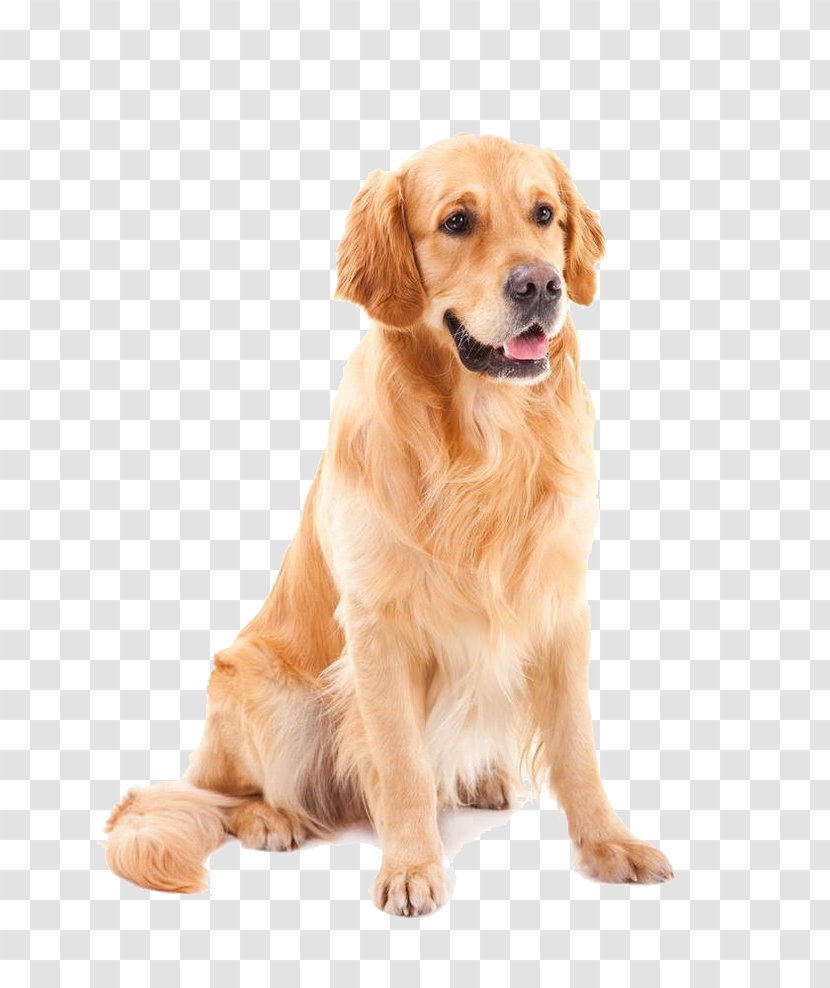 Golden Retriever Goldendoodle Yorkshire Terrier Shih Tzu Poodle - Pet Shop - Dog Hair Transparent PNG