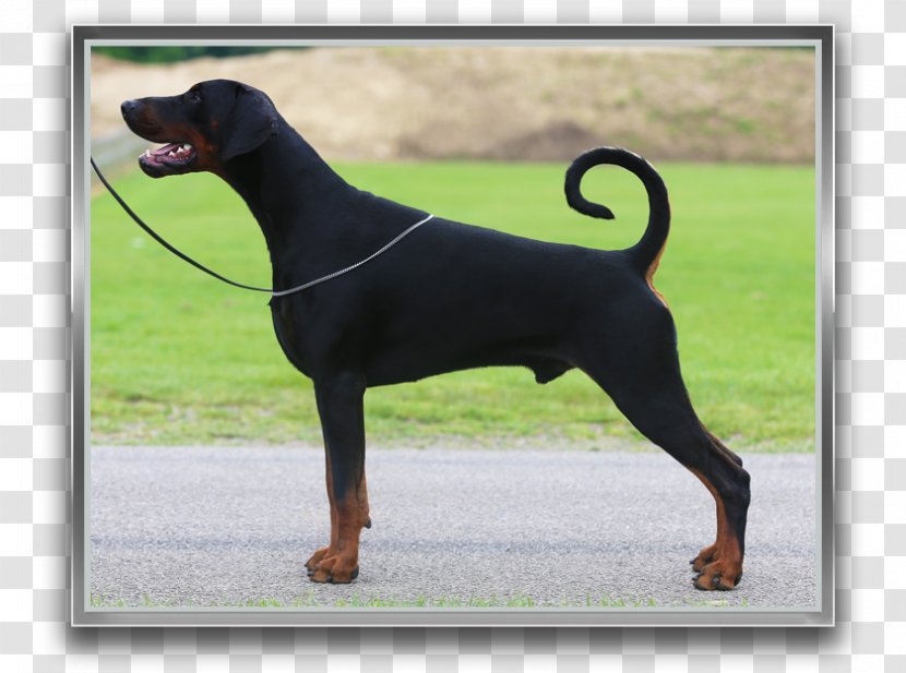 Dobermann Black And Tan Coonhound German Pinscher Miniature Manchester Terrier - Polish Hunting Dog - DOBERMANN Transparent PNG