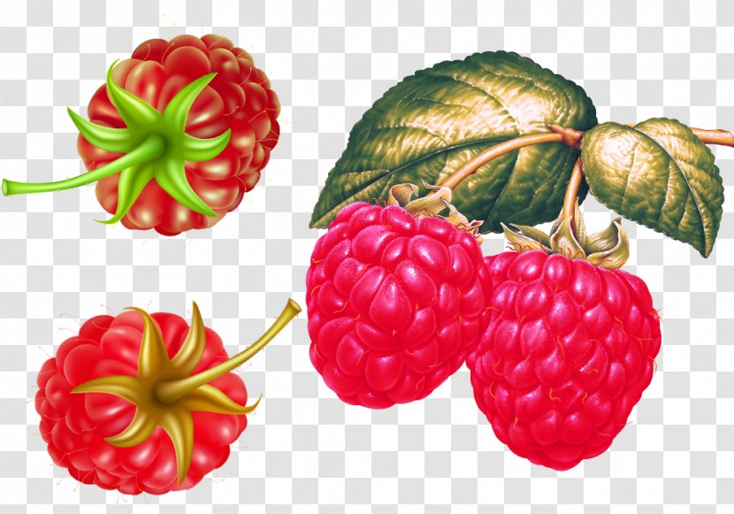 Red Raspberry Strawberry Fruit - Plump Raspberries Material Transparent PNG