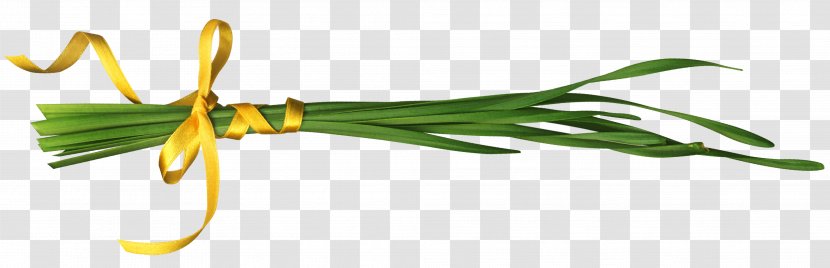 Download - Project - Ribbon Grass Transparent PNG
