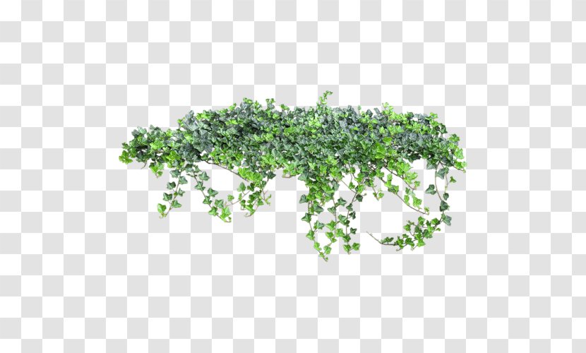 Ivy - Vine - Herb Transparent PNG