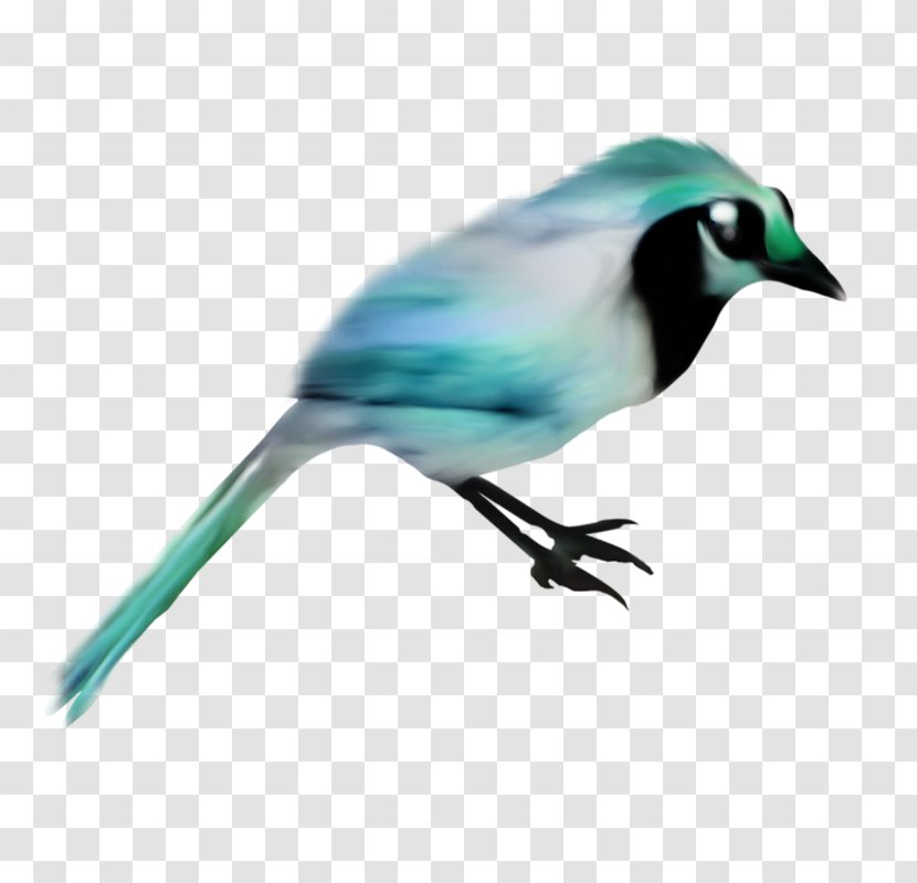Blue Jay Bird Sky Beak - 2017 Transparent PNG