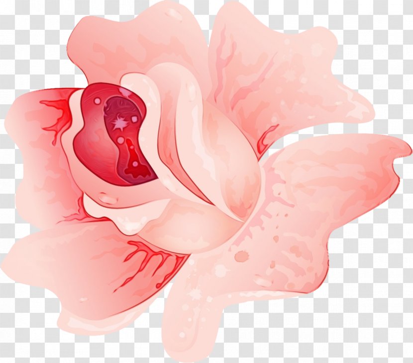 Pink Petal Flower Plant Material Property - Herbaceous Transparent PNG