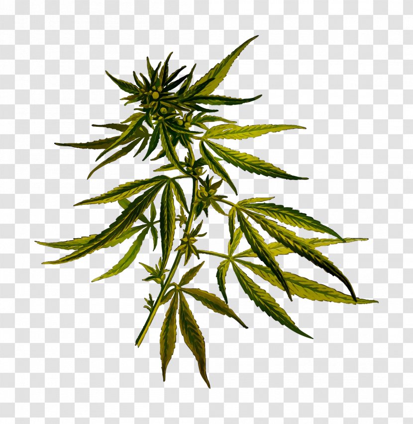 Cannabis Sativa Cannabidiol Hemp Light - Tree Transparent PNG