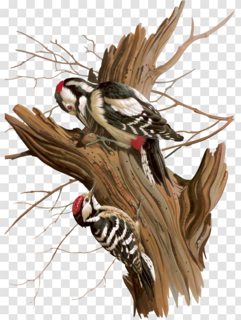 Woody Woodpecker Bird Art - Fictional Character - A Net Transparent PNG