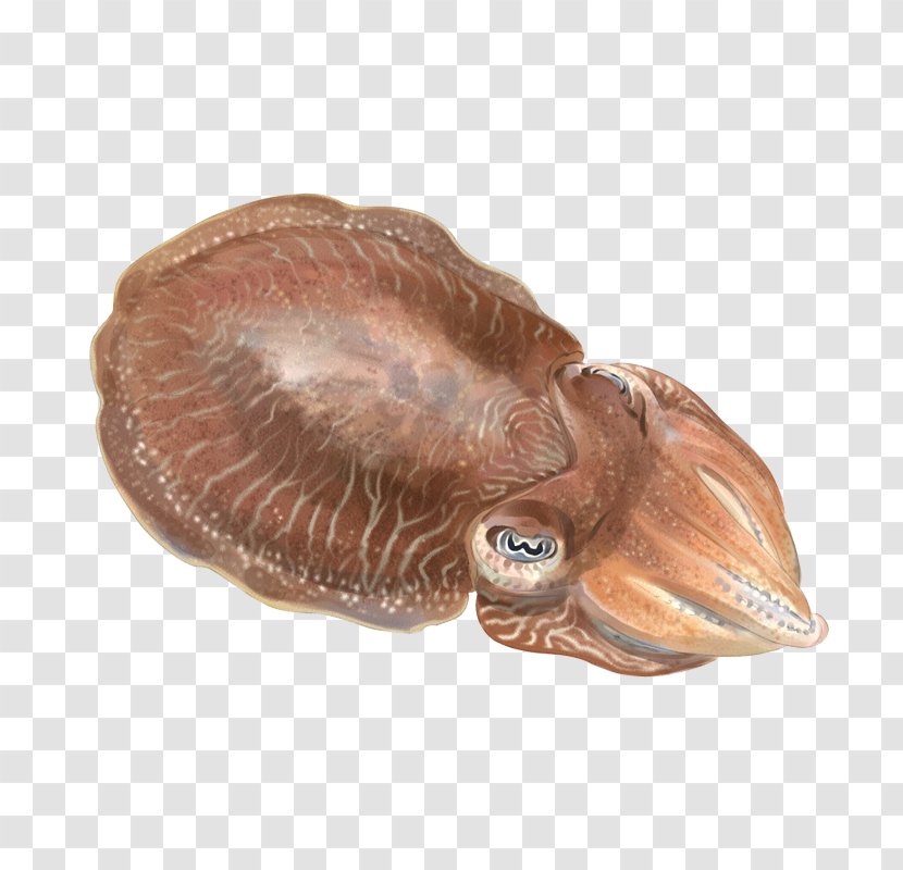 Cuttlefish Cephalopod Mantle Sepiola - Cottonwood - Sepia Transparent PNG