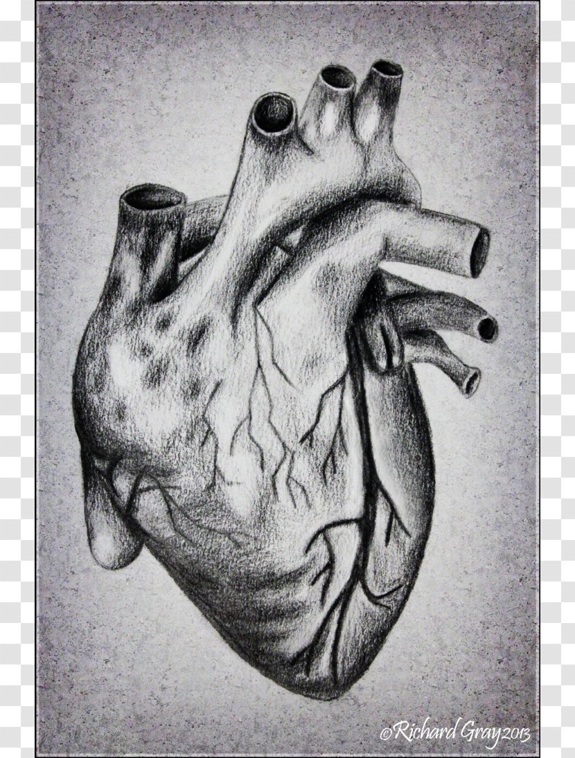 Heart Drawing Anatomy Sketch - Tree - How To Draw A Human Transparent PNG