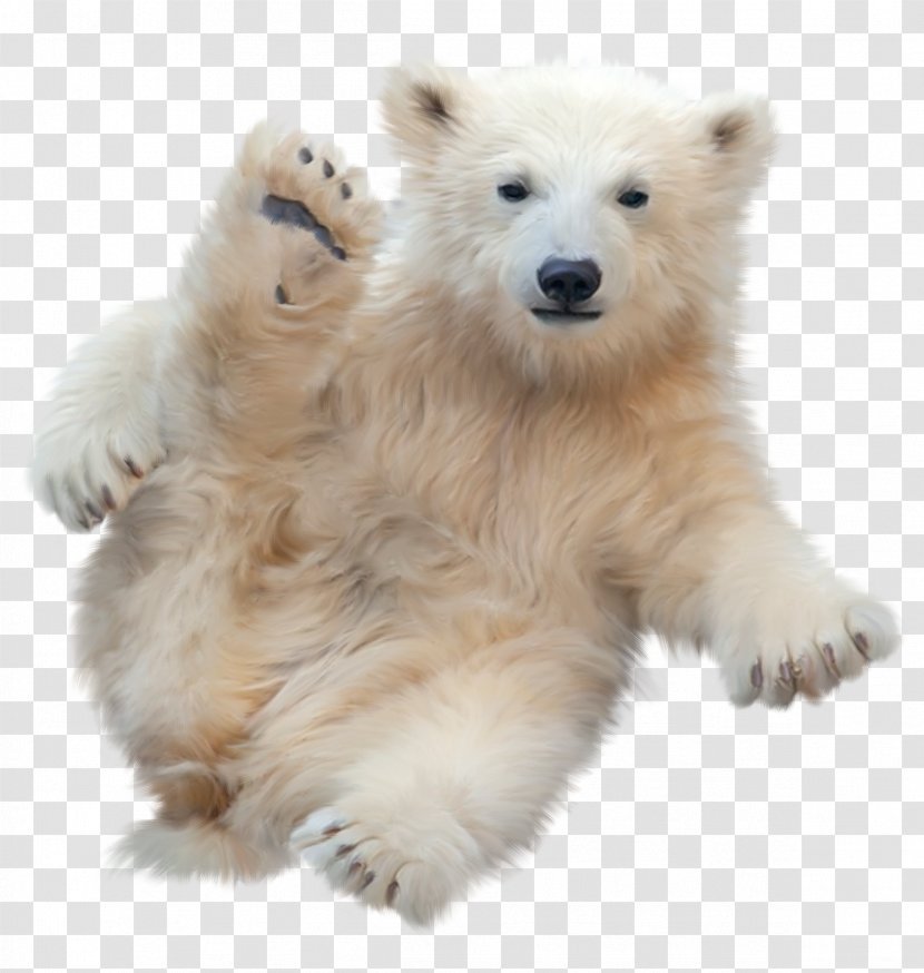 Polar Bear German Spitz Mittel Klein - Silhouette Transparent PNG