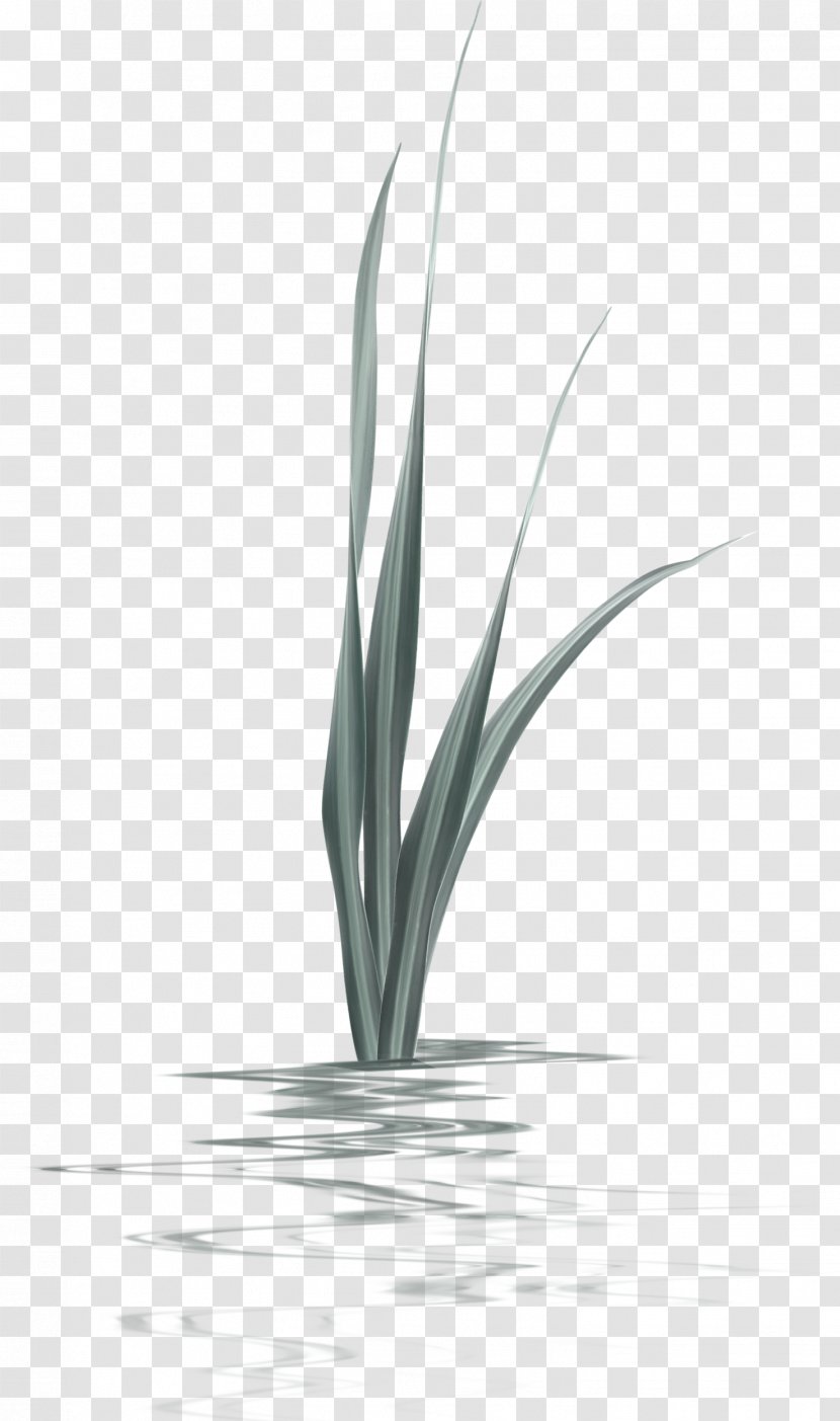 Aquatic Plant - Gray Green Simple Grass Decoration Pattern Transparent PNG