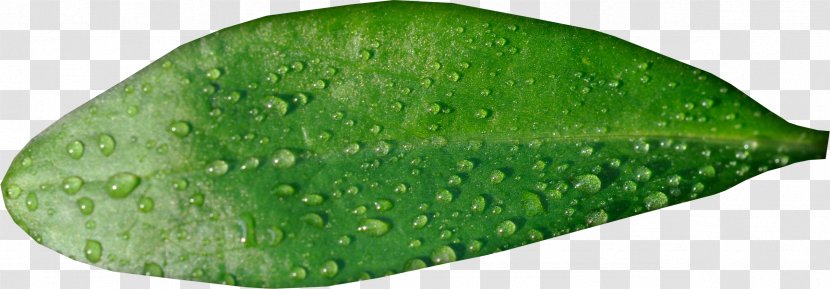 Leaf Water Lossless Compression - Drops Green Leaves Transparent PNG