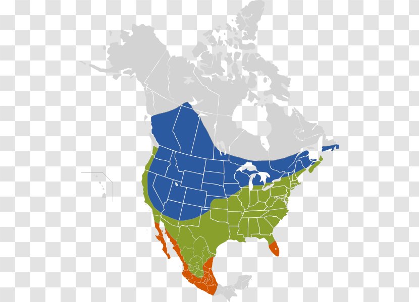 Brown-headed Cowbird Brood Parasite Eastern Phoebe United States Of America - Species - Bird Transparent PNG