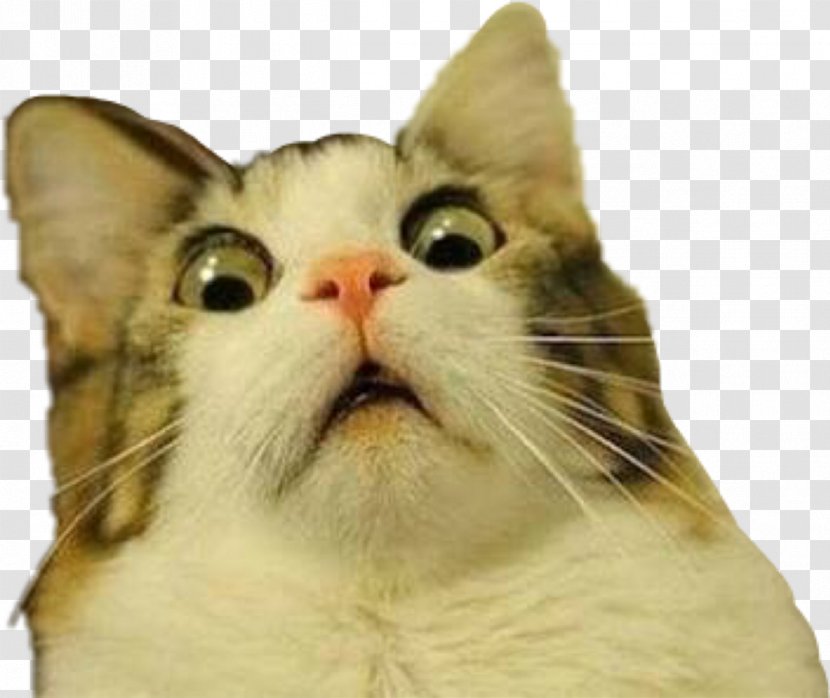 Grumpy Cat Kitten Pet Dog - Frame Transparent PNG