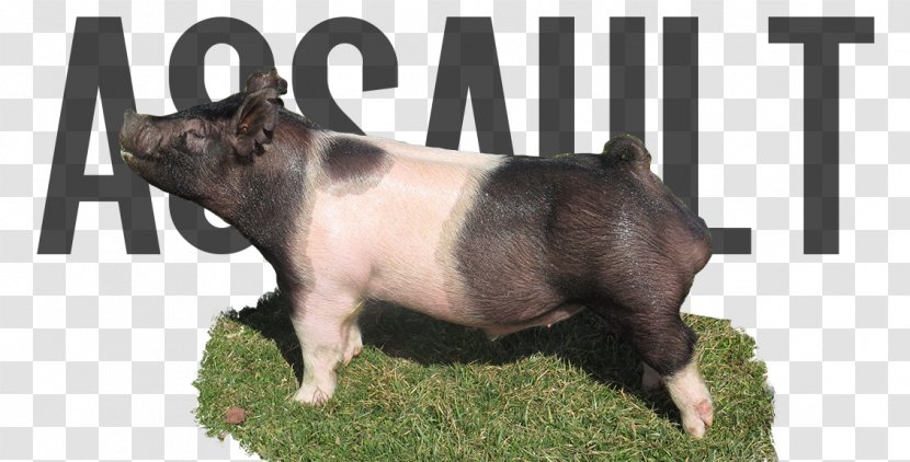 Duroc Pig Berkshire Landrace Breed - Like Mammal Transparent PNG