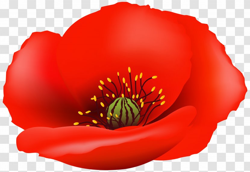 Clip Art Poppy Image Vector Graphics - Flowering Plant - Flower Transparent PNG