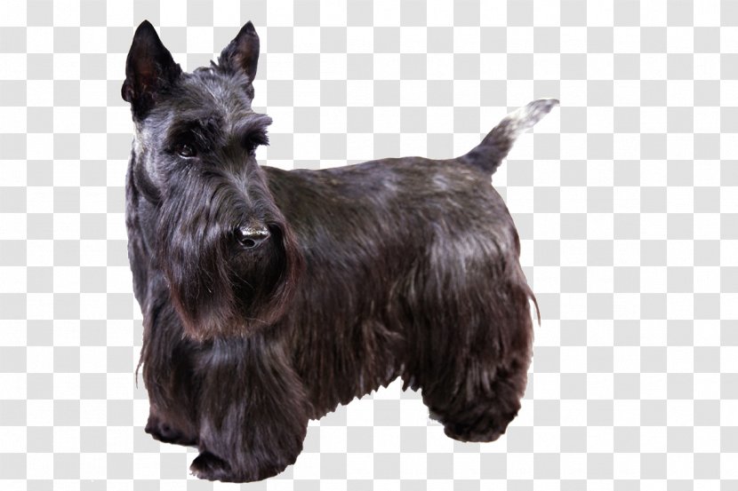 Scottish Terrier West Highland White Skye Smooth Fox - Puppy - Haircut Transparent PNG