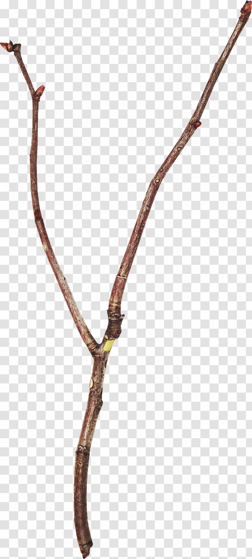 Twig Branch Leaf Tree Clip Art - Stock Photography Transparent PNG