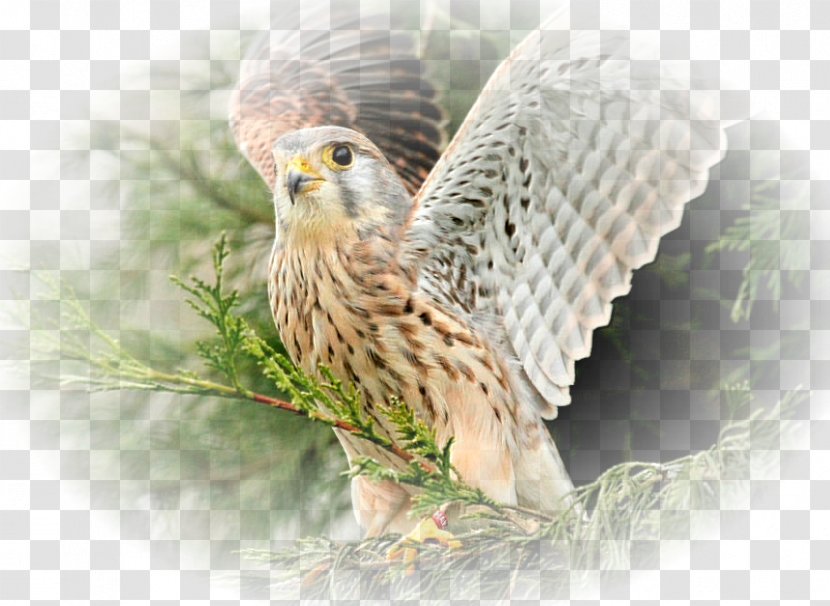 Bird Desktop Wallpaper High-definition Television Widescreen - Highdefinition - Pigeons 12 0 1 Transparent PNG