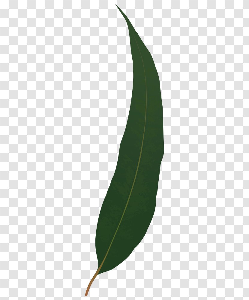 Gum Trees Gumleaf - Deciduous - Leaf Transparent PNG