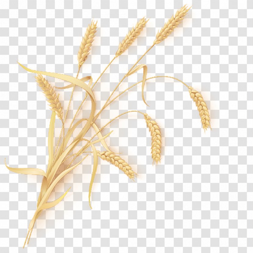 Wheat Beer Emmer Common Sheaf - Bunch Of Transparent PNG