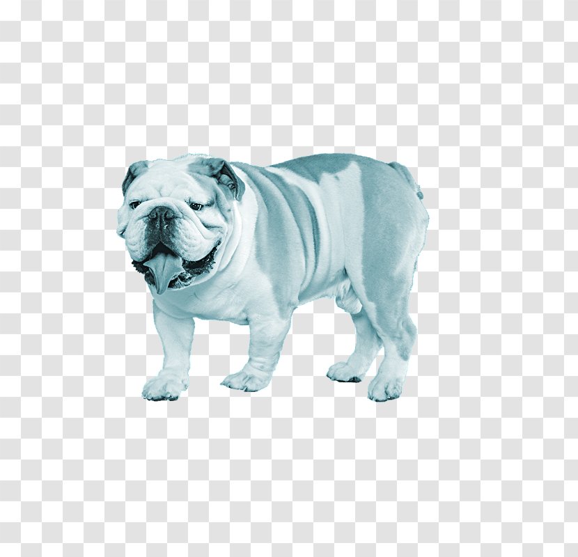 French Bulldog Toy American Puppy - Breed Standard Transparent PNG