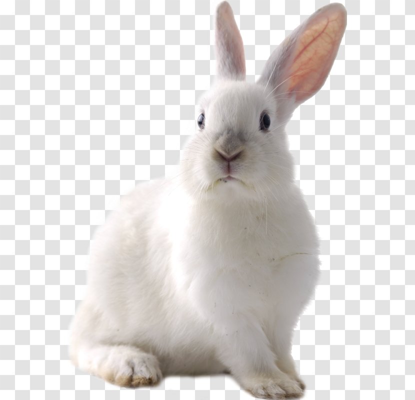 Cruelty-free Domestic Rabbit Hare Easter Bunny Transparent PNG