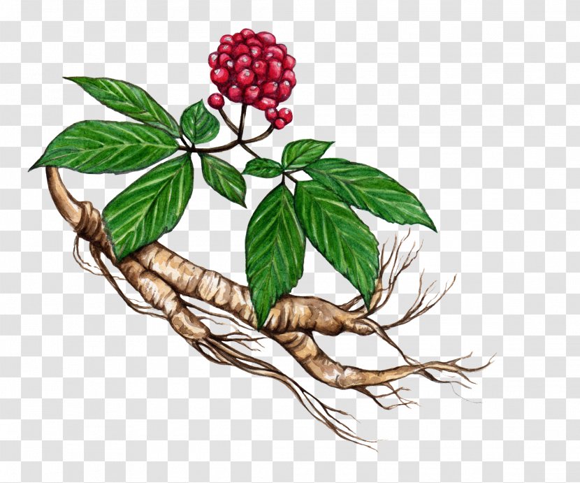 American Ginseng Asian Eleutherococcus Plant Herb - Fruit Transparent PNG