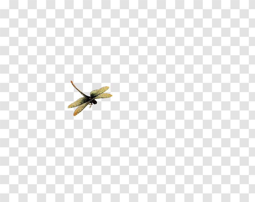 Insect Yellow Membrane Pattern - Flying Dragonfly Material Without Matting Transparent PNG