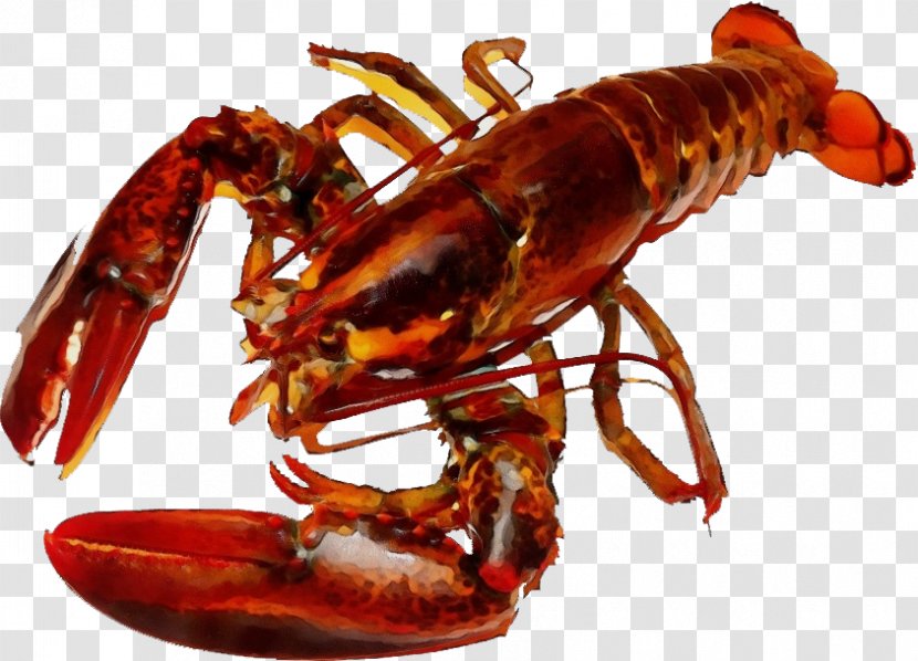 American Lobster Rock Crab Homarus Crayfish - Spiny Decapoda Transparent PNG