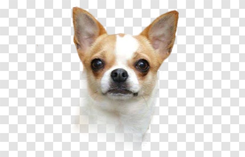 Corgi-Chihuahua Puppy Dog Breed Companion Transparent PNG