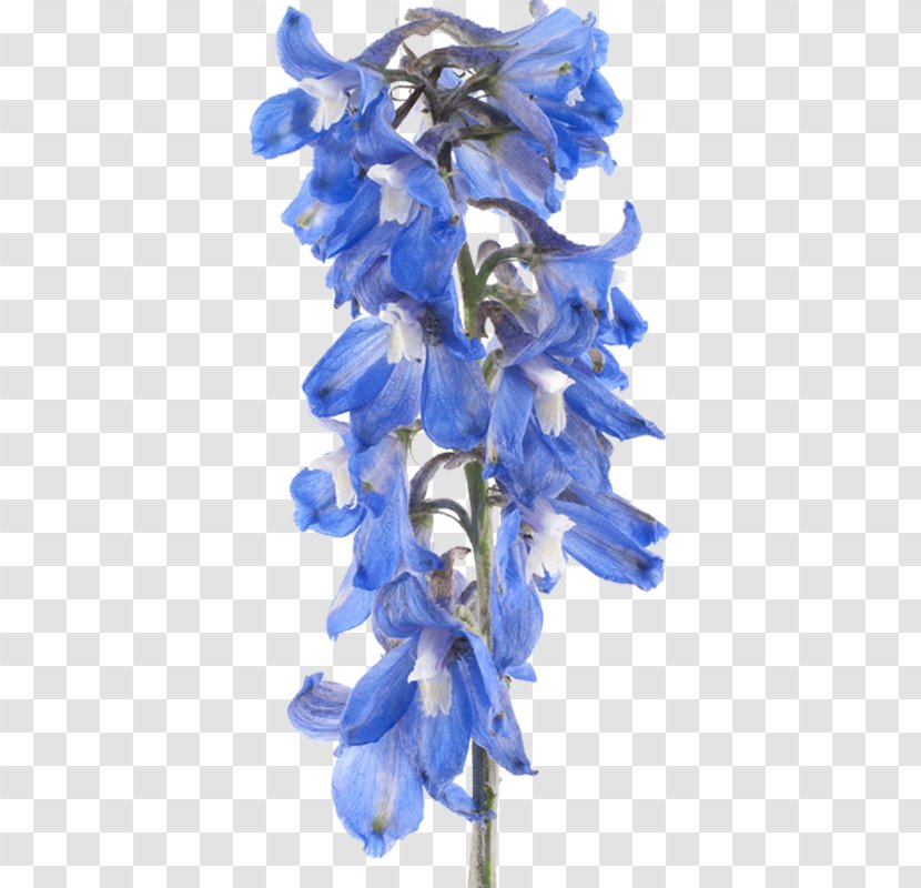 Larkspur Flower Stock Photography Clip Art - Violet Transparent PNG