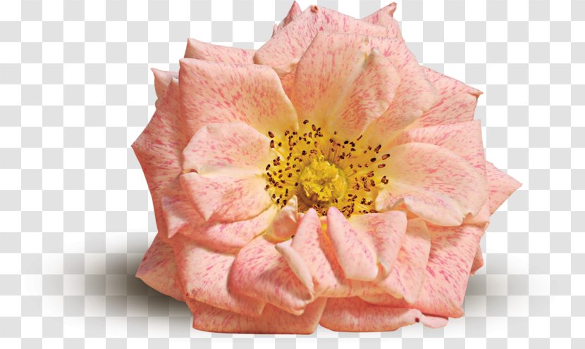 Flower Rose Pink Yellow - Bud Transparent PNG