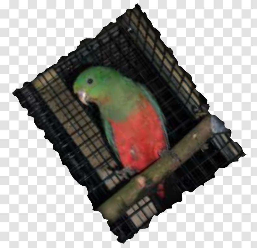 Parrot Borderline Personality Disorder Risky Behavior Impulsivity Parakeet - Bird - Port Transparent PNG