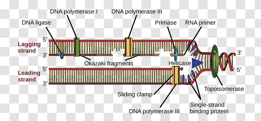 Prokaryotic DNA Replication Polymerase Helicase - Topoisomerase - Circular Bacterial Chromosome Transparent PNG
