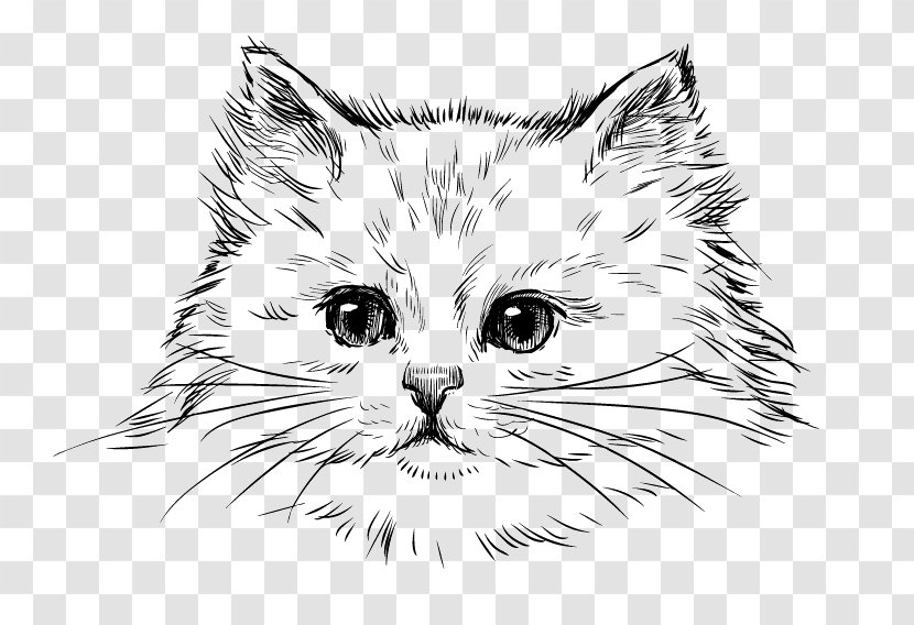 Persian Cat Kitten Drawing Breed - Monochrome Transparent PNG