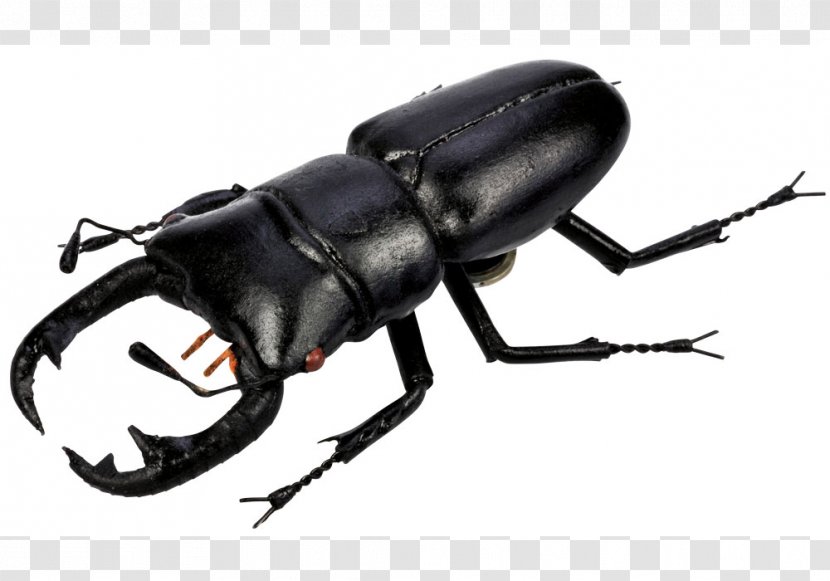Scarabs Beetle Lucanini Clip Art Transparent PNG