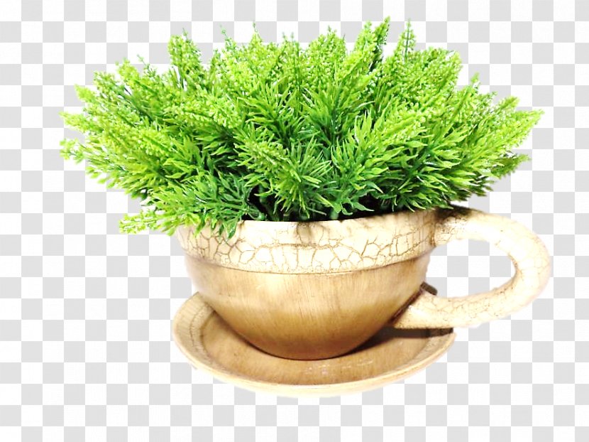 Flowerpot Herb Grasses Houseplant Family - Grass - SUCULENTA Transparent PNG