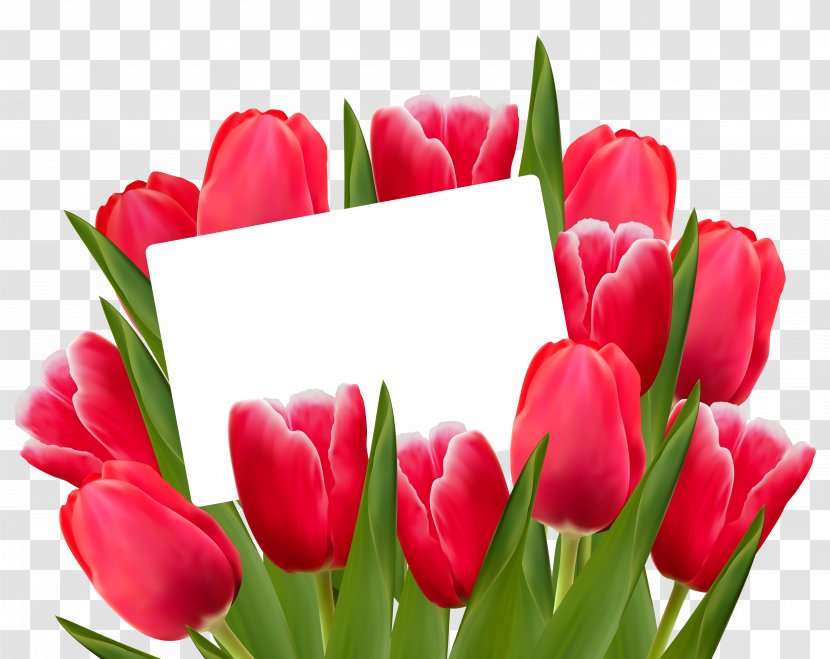 Museum Of Champions Mother's Day Party Gift - Tulipa Gesneriana - Transparent Red Tulips Decoration Clipart Picture Transparent PNG