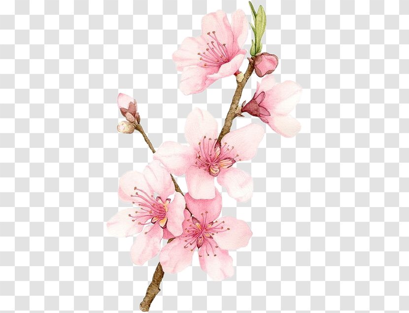 Cherry Blossom Watercolor Painting Drawing - Pink Transparent PNG