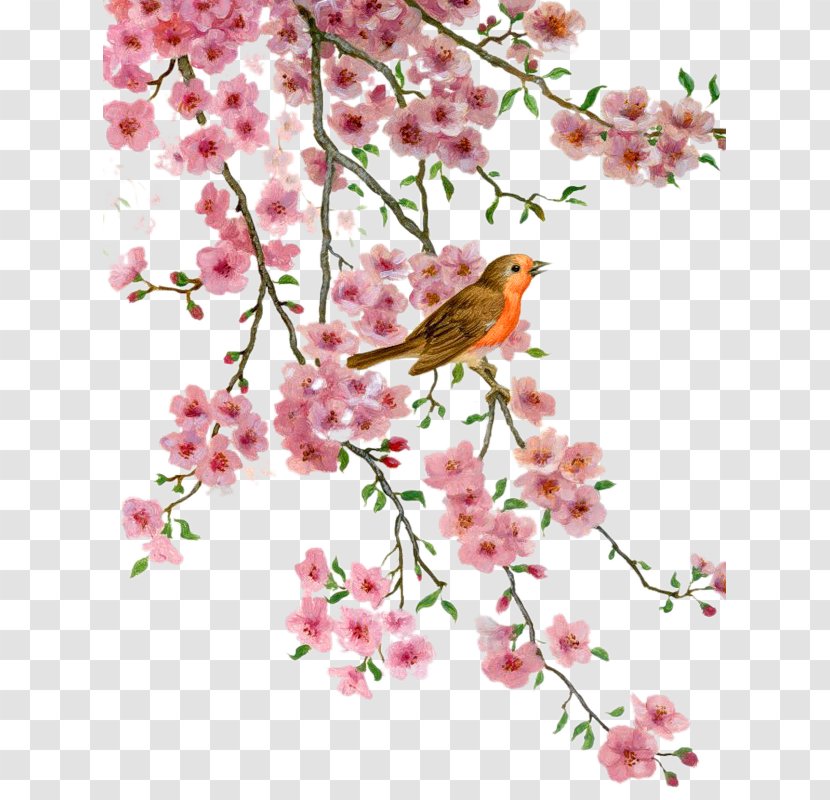 Bird Blossom Flower Desktop Wallpaper Clip Art - Old World Flycatcher - Romantic Cherry Blossoms Transparent PNG