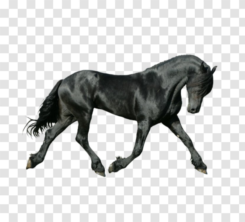 Friesian Horse On The Bit Canter And Gallop Iron-on - Blog - Dark Transparent PNG