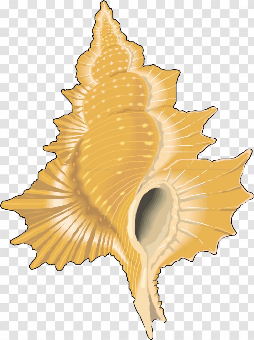 Molluscs Seashell Karbon Clip Art - Conch Vector Material Transparent PNG
