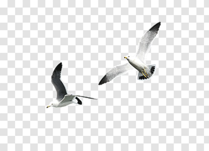 Gulls Image Clip Art Download - Seabird Transparent PNG