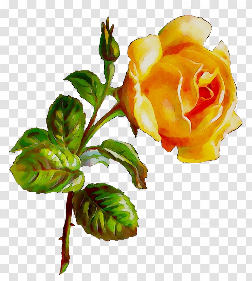 Garden Roses Cabbage Rose Floribunda Bud Cut Flowers - Petal Transparent PNG