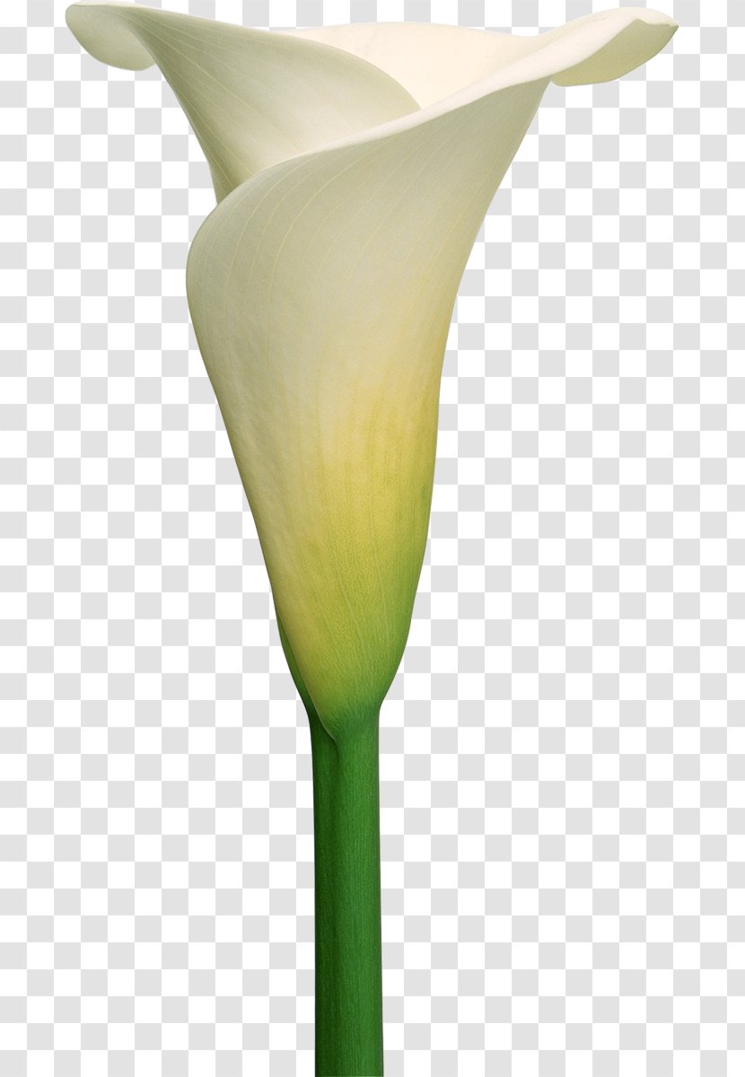 Arum-lily Callalily Flower Lilium - Arumlily Transparent PNG