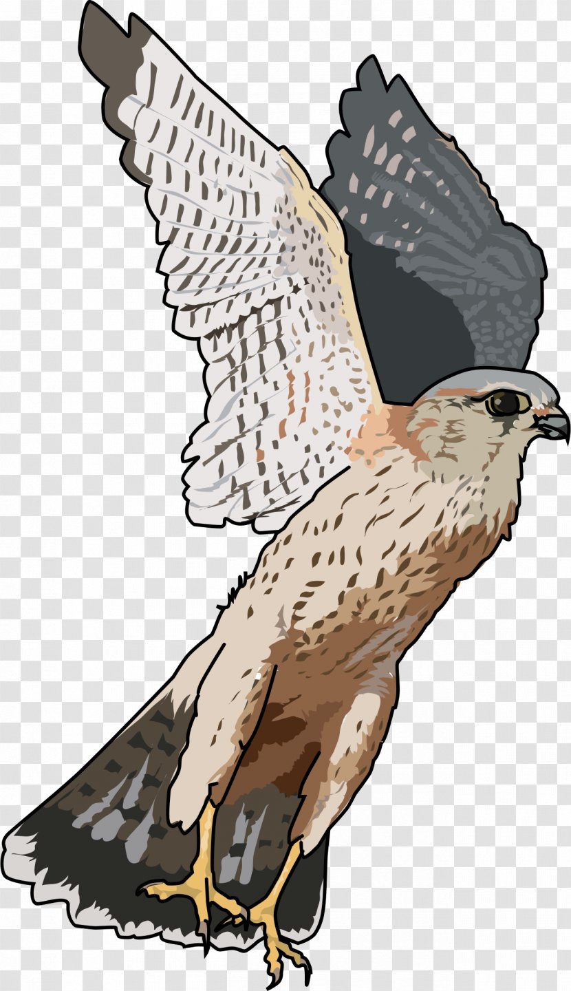 Falcon Clip Art - Drawing - Transparent Transparent PNG